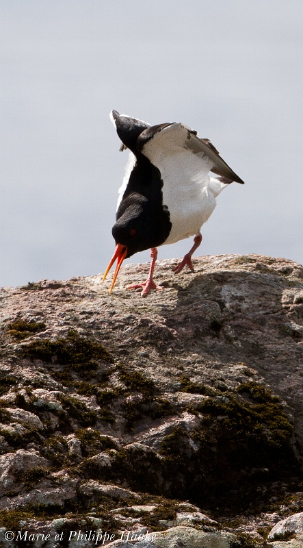 Huitrier pie 8545_wm.jpg - Huitriers pies - Eurasian Oystercatchers - Haematopus ostralegus (lac Vänern, Suède, mai 2011)